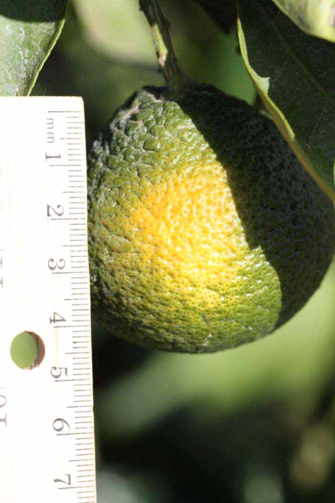            Immature fruit (Riverside, CA)   